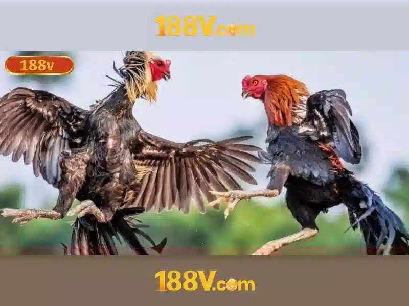 Khám phá 188v: hành trình ý niệm